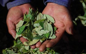 Hoja de coca CCINP 2025 elprofe.fr