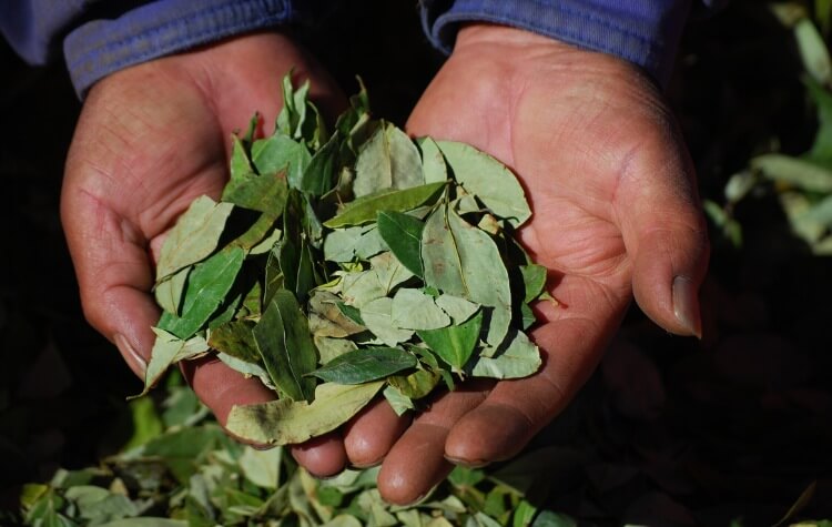 Hoja de coca CCINP 2025 elprofe.fr